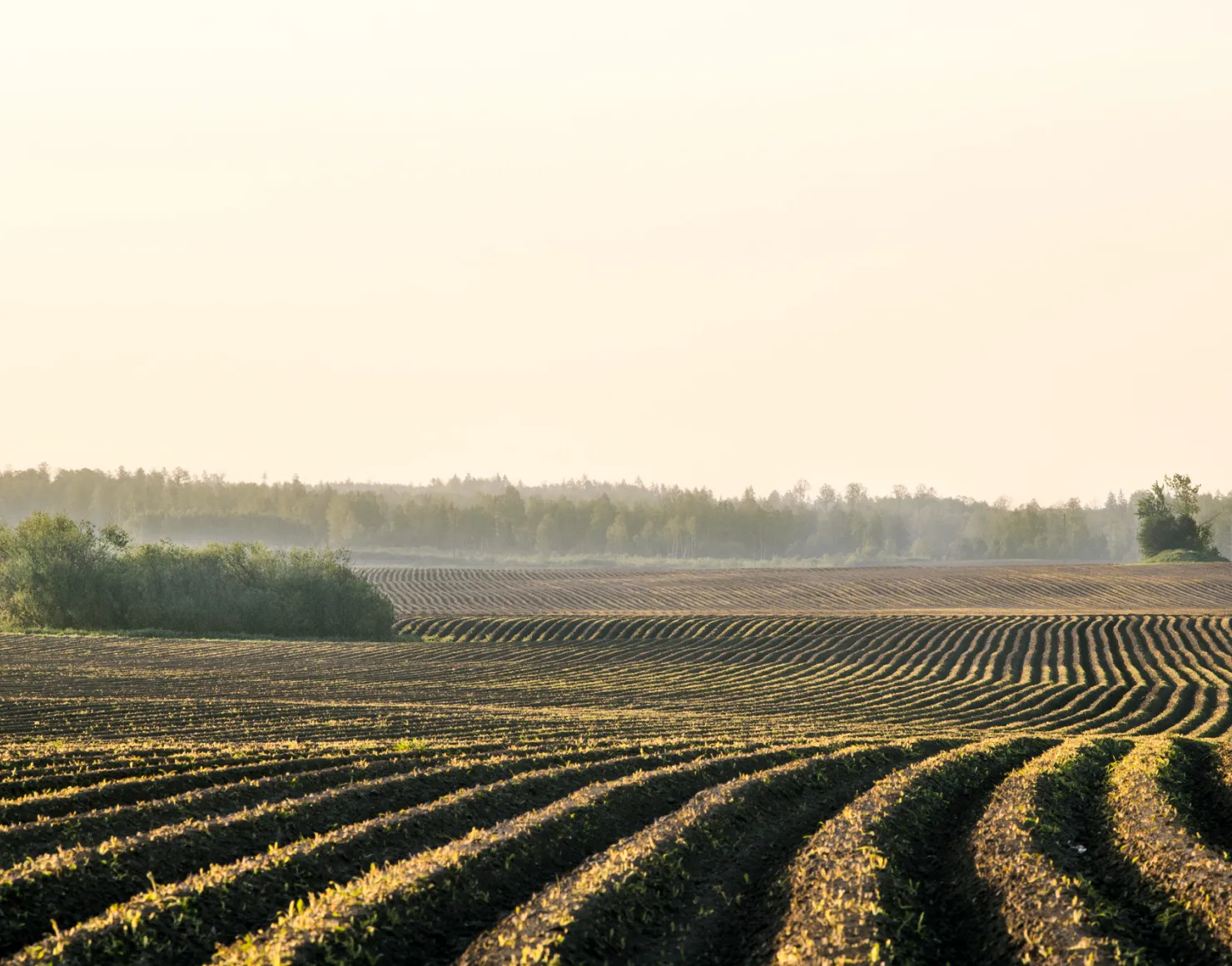 agricultura